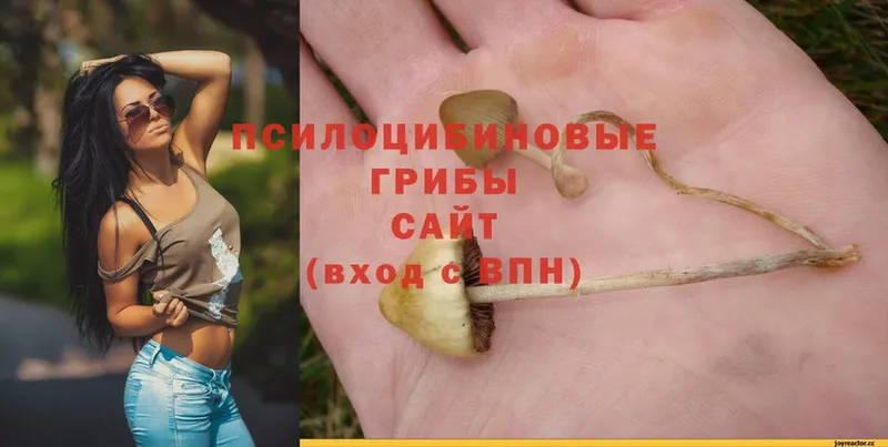 Галлюциногенные грибы Psilocybe  Верхний Уфалей 